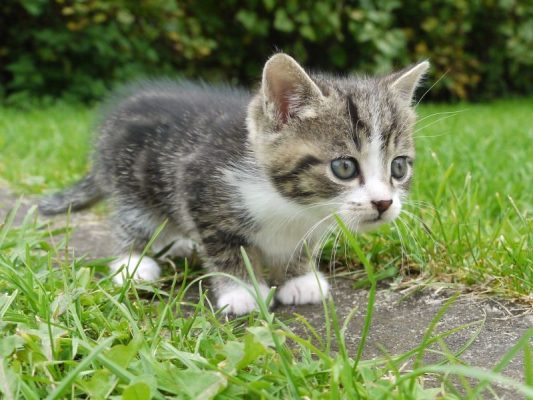 Kitten
