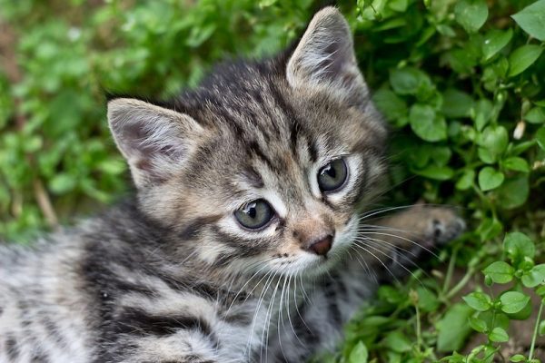 Tabby kitten