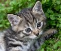 Tabby kitten