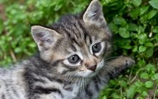 Tabby kitten