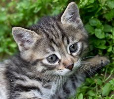 Tabby kitten