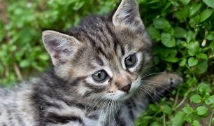 Tabby kitten