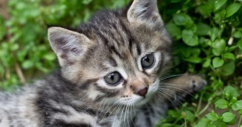 Tabby kitten