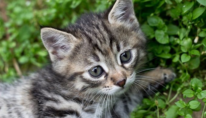 Tabby kitten