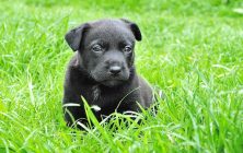 Black puppy