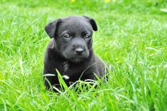 Black puppy