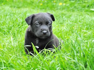 Black puppy