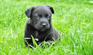 Black puppy