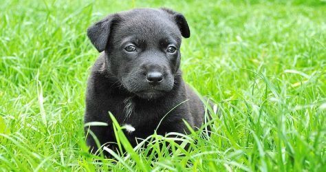 Black puppy