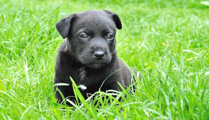 Black puppy