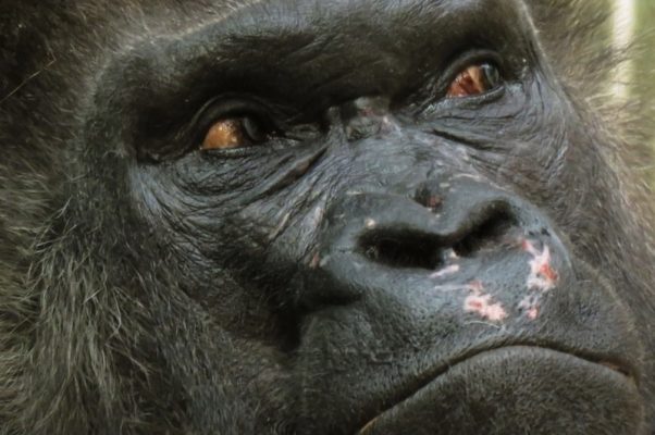 Gorilla eyes 800